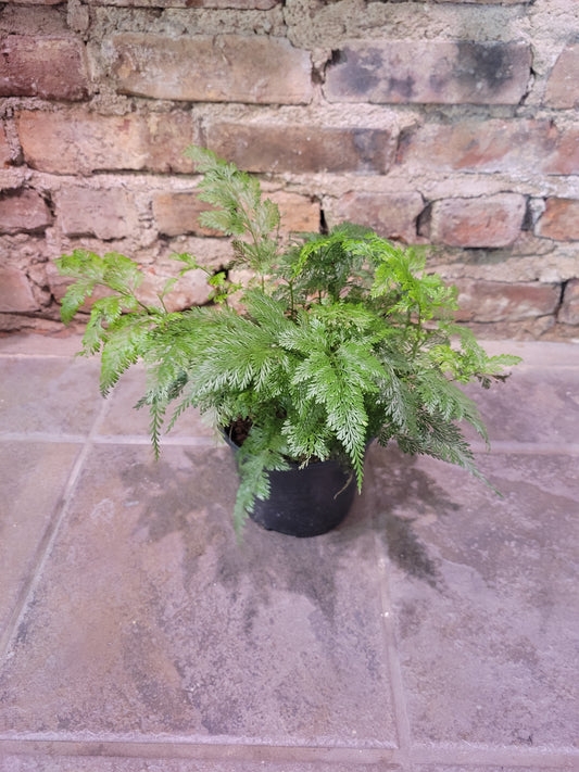 Deer Foot Fern