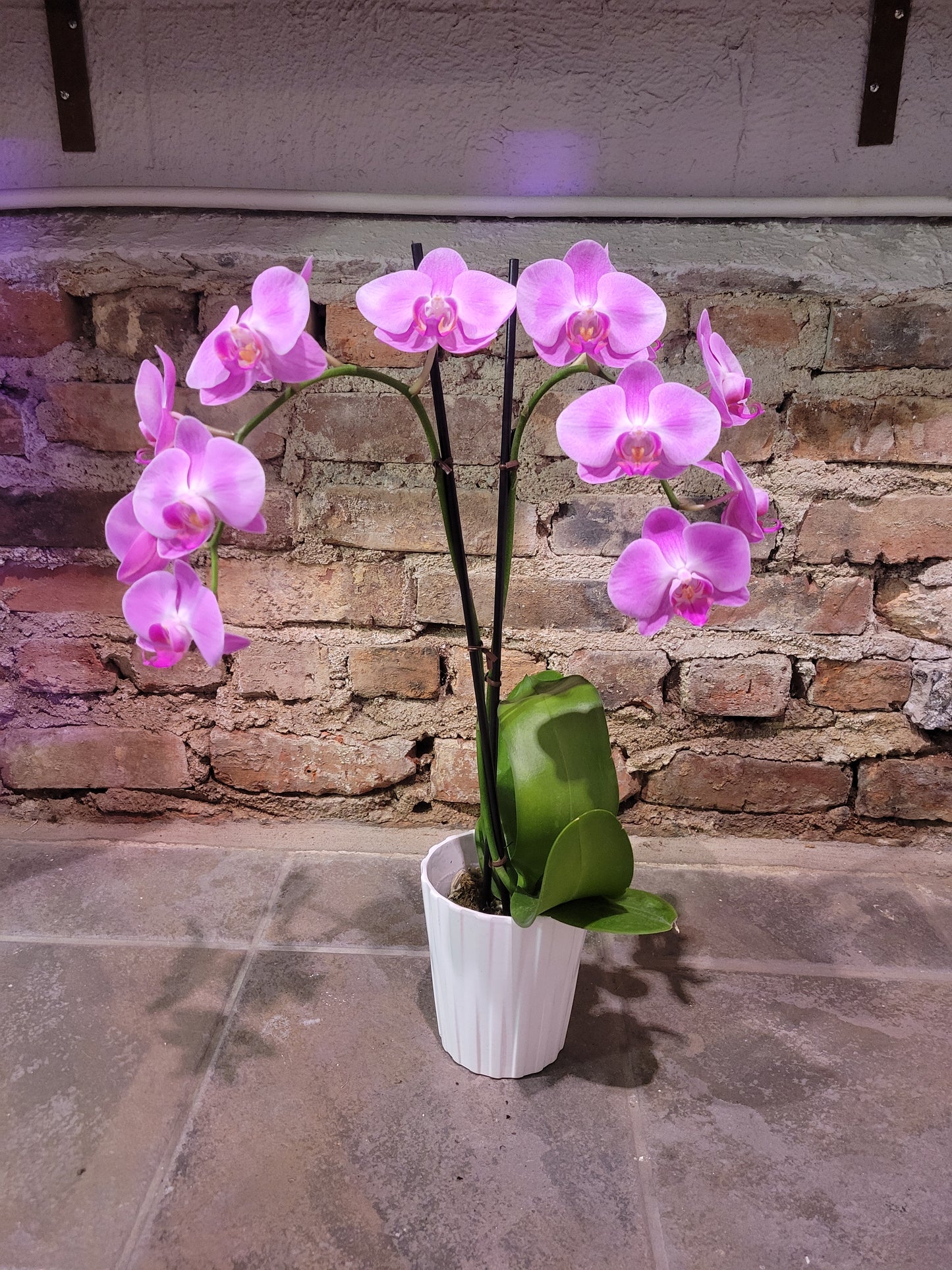 Double Stem Phalaenopsis Orchid