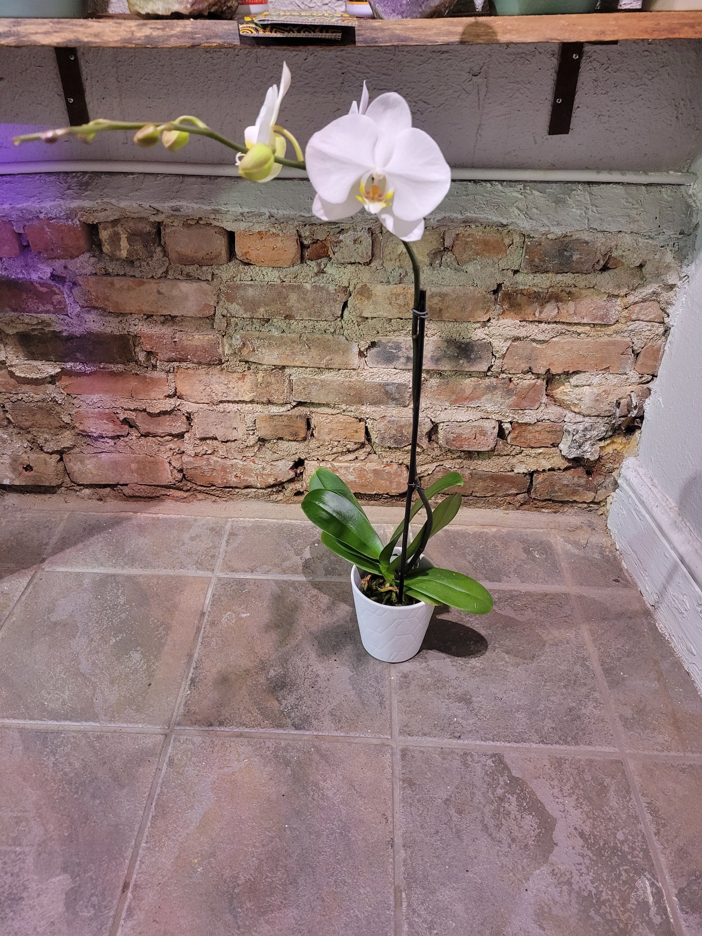 Phalaenopsis Orchid