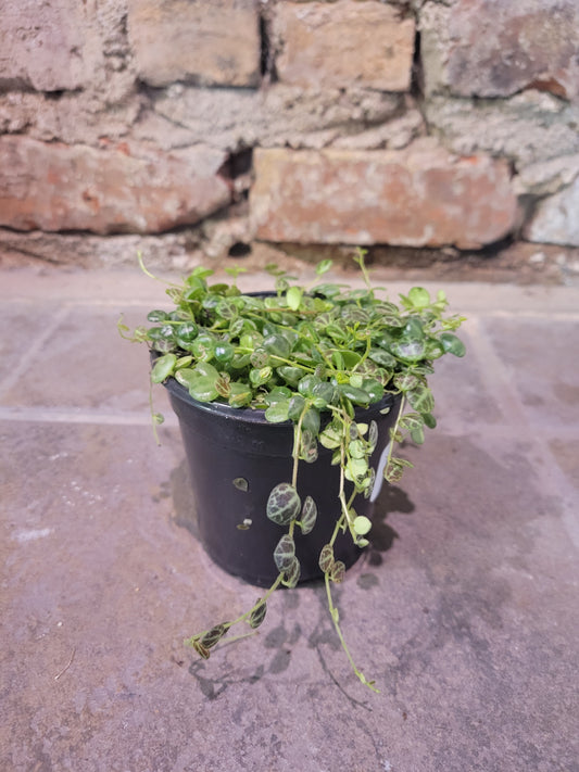String of Turtles