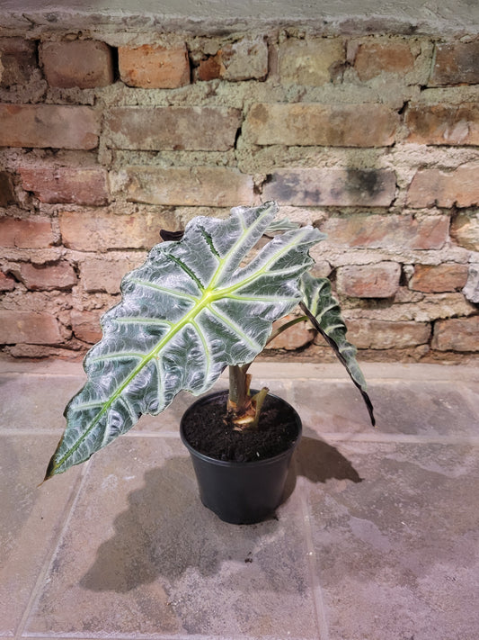 Alocasia Polly "African Mask"