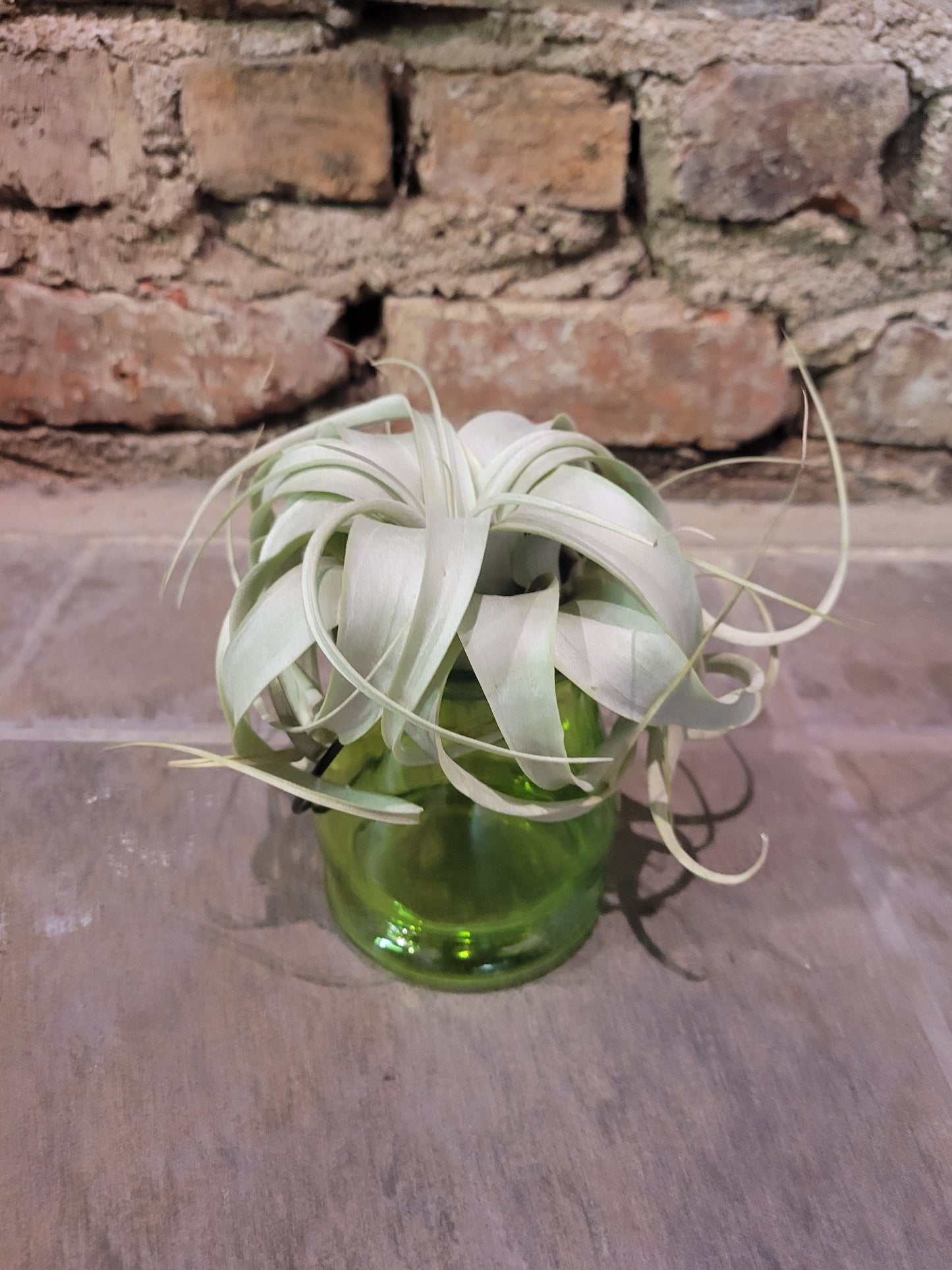 Airplant - Tillandsia Xerographica