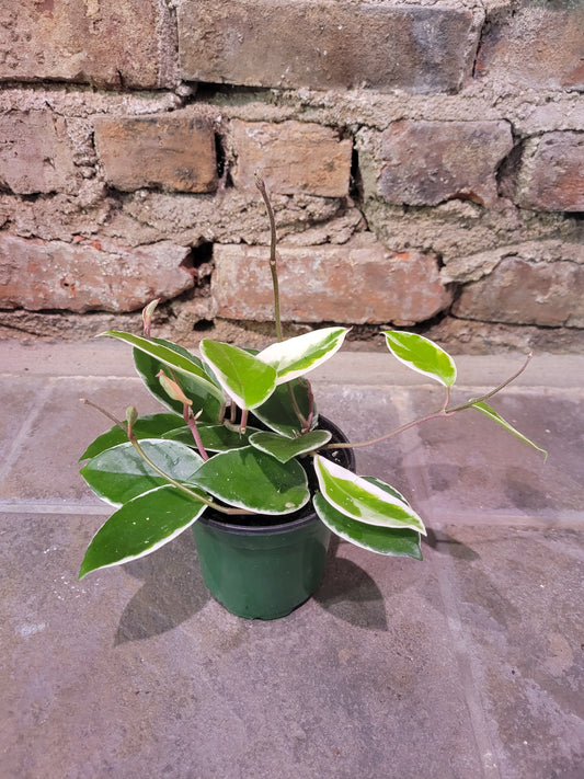 Hoya Carnosa 'Outer Variegation'