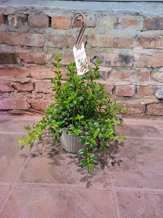 GoldFish Plant