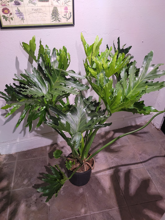 Philodendron Selloum