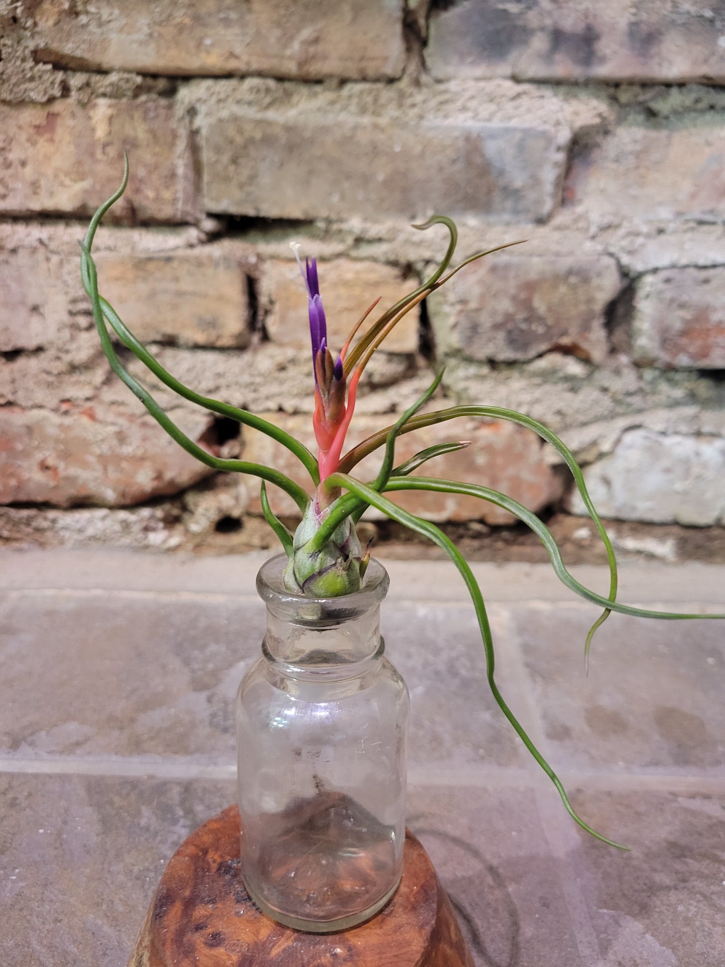 Airplant - Tillandsia Bulbosa Guatemala