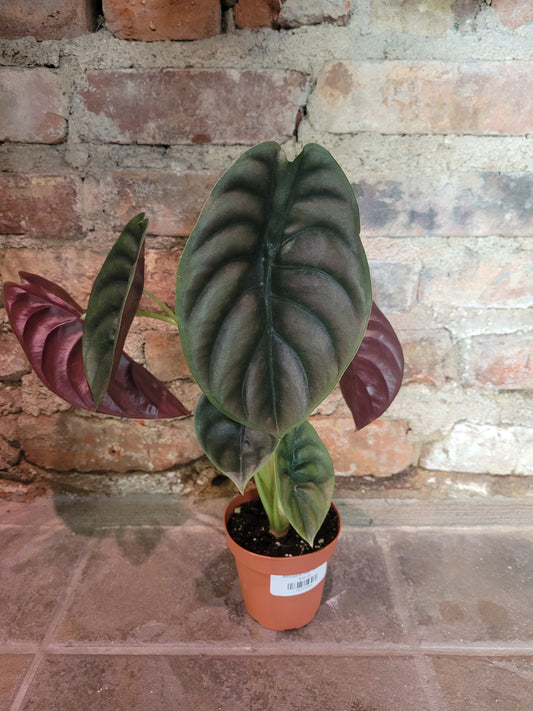 Alocasia Red Secret