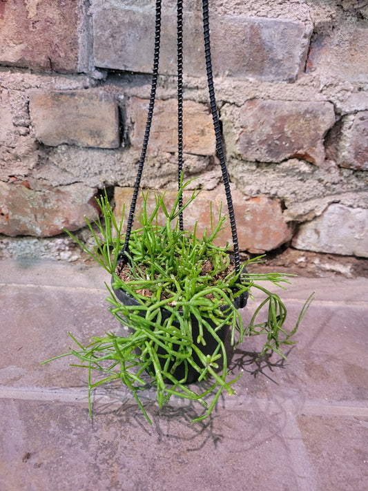 Rhipsalis
