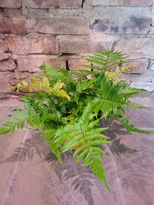 Autumn Fern
