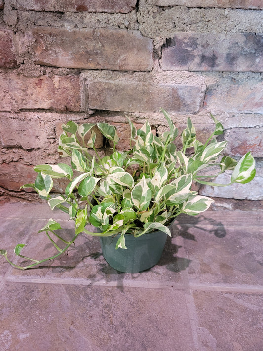 Philodendron Pearls & Jade