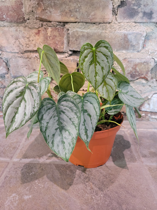 Philodendron Brandtianum