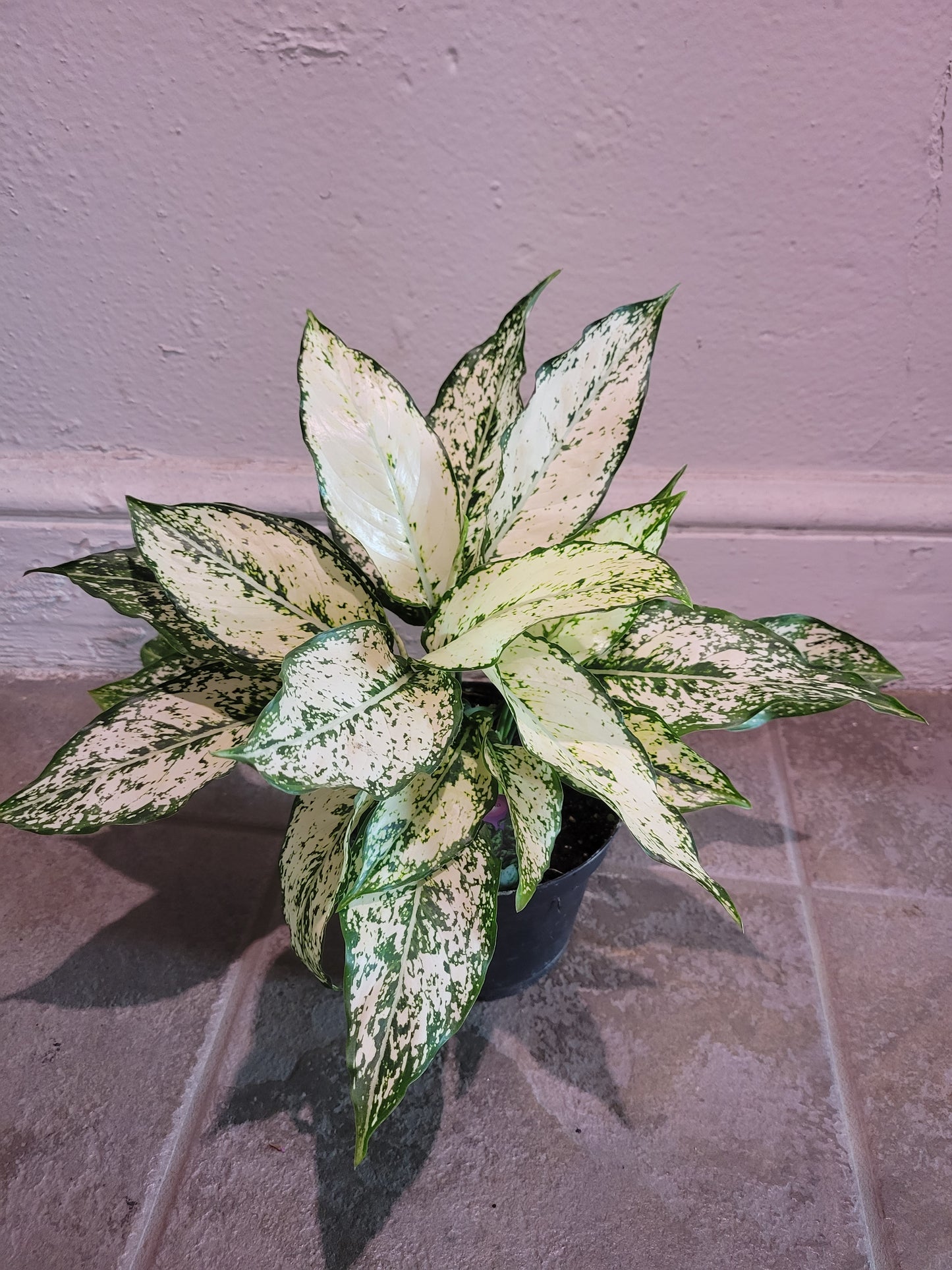 Aglaonema First Diamond