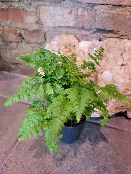 Austral Gem Fern