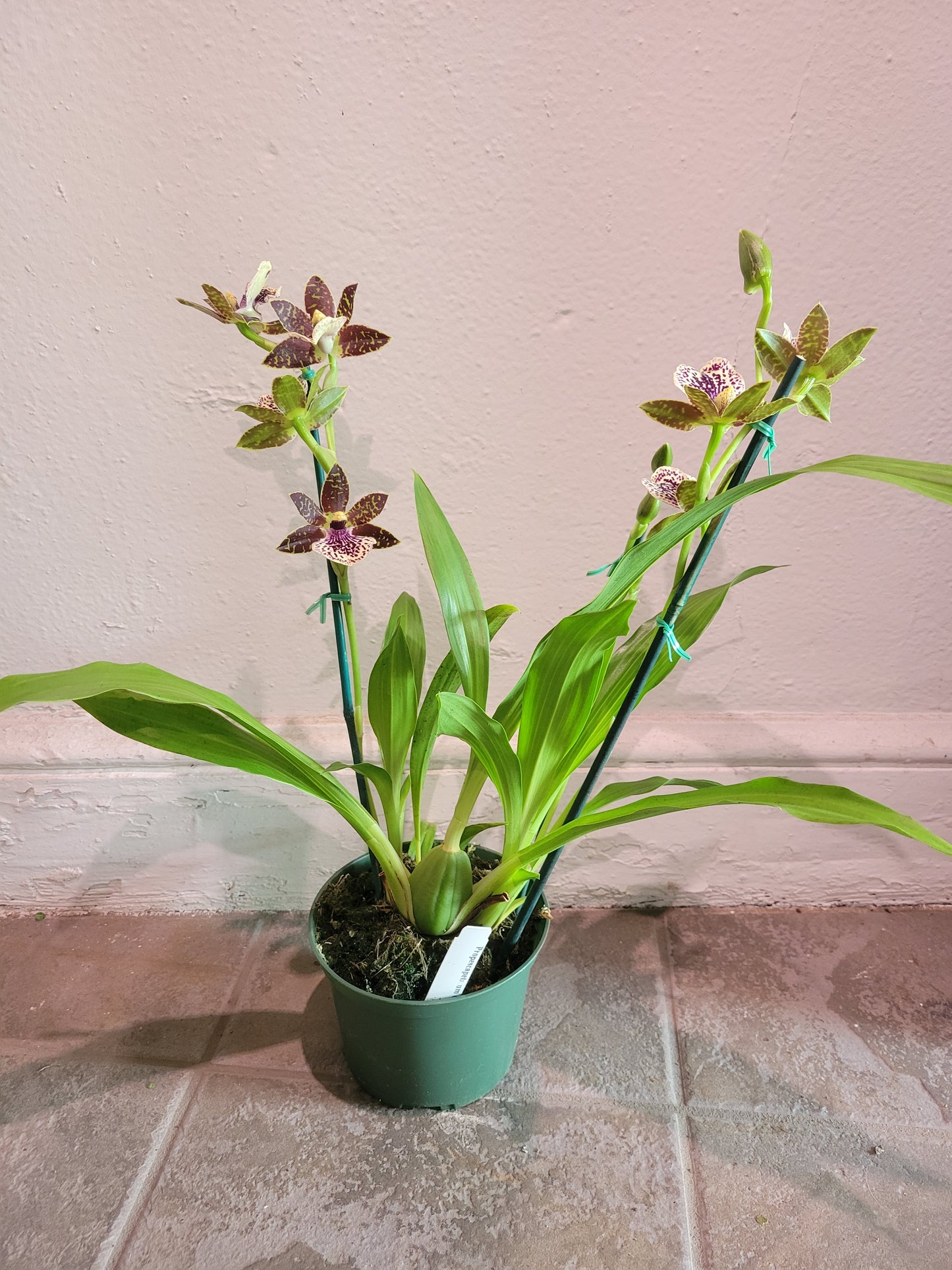 Propescapetalum Glicky Orchid
