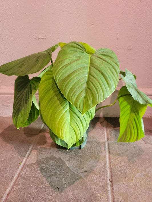 Philodendron 'Fuzzy Petiole