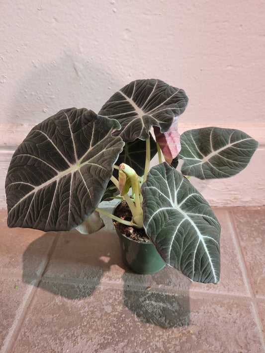 Alocasia Black Velvet