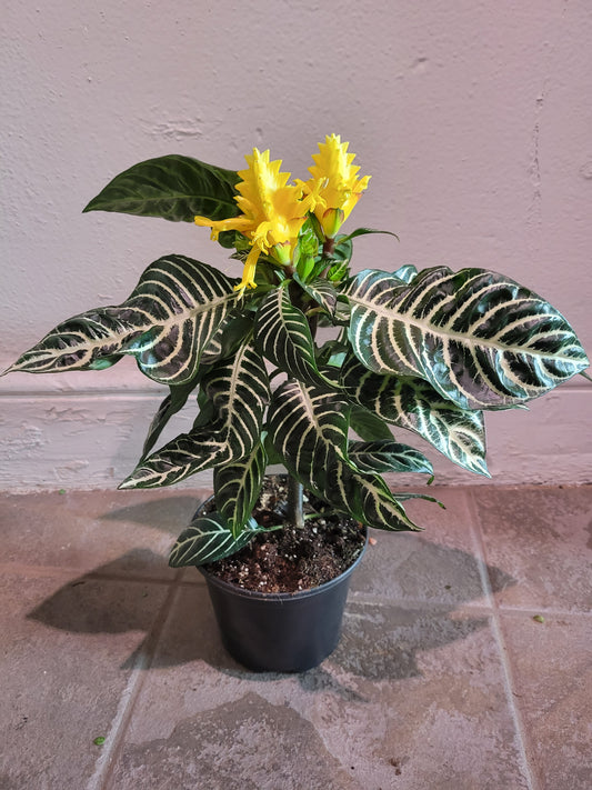 Aphelandra Zebra