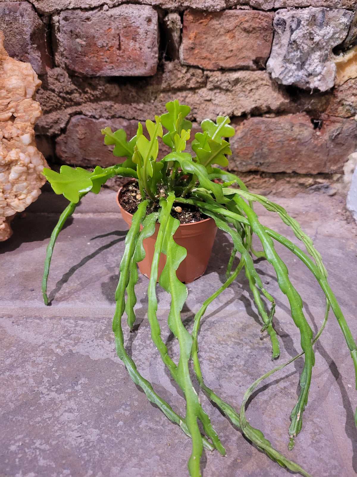 Hb Ric Rac Cactus Ric Rac Cactus – Chlorophyll