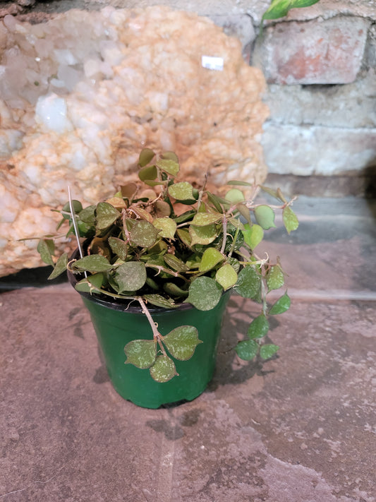 Hoya Curtisii