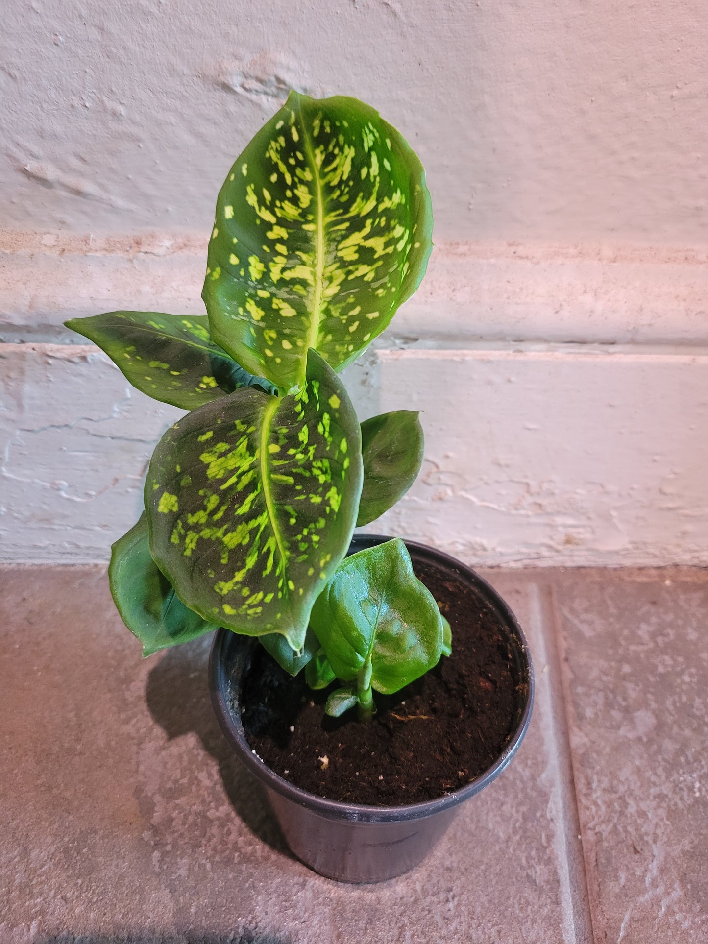 Dieffenbachia Reflector