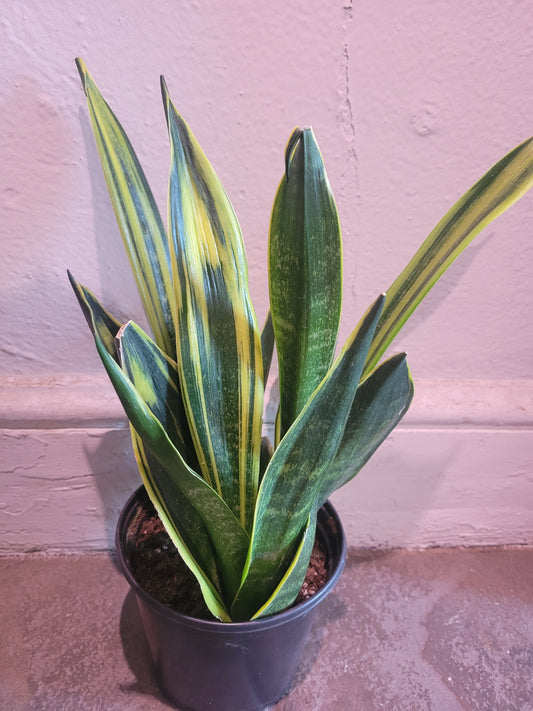 Sansevieria Golden Flame