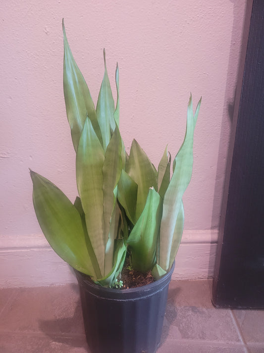 Sansevieria Moonshine