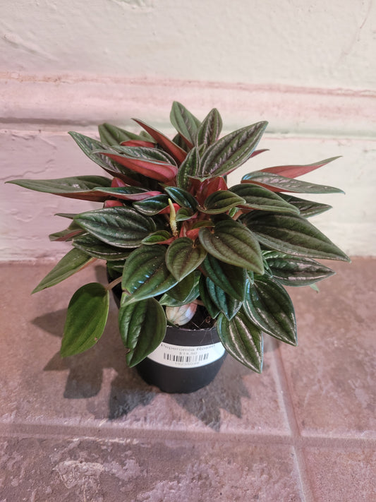 Peperomia Rosso