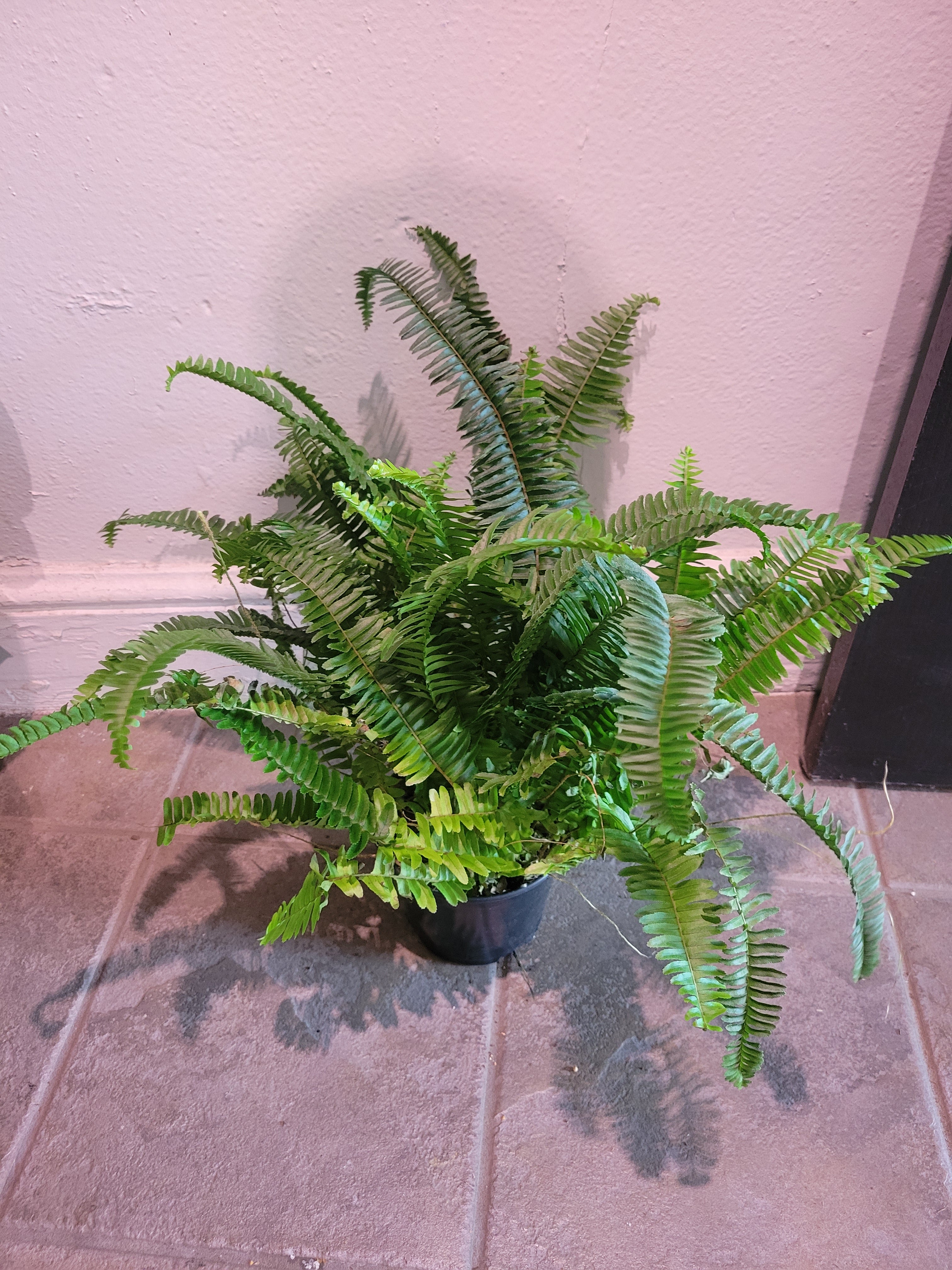 Jester Crown Fern – Chlorophyll