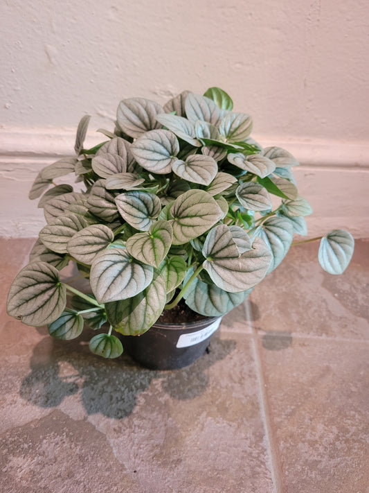 Peperomia Silver Ripple