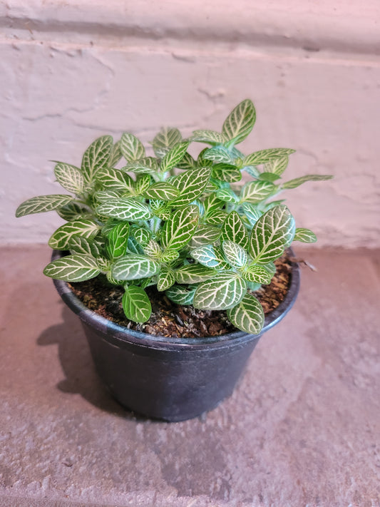 Fittonia