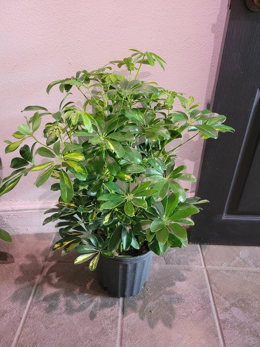 Schefflera Arboricola Variegata