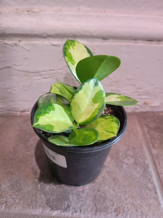 Hoya Australis "Lisa"