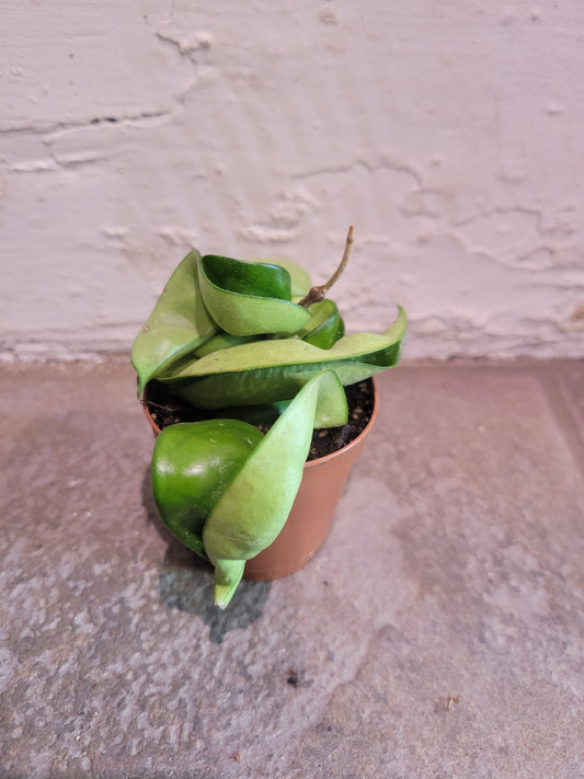 Hoya Hindu Rope