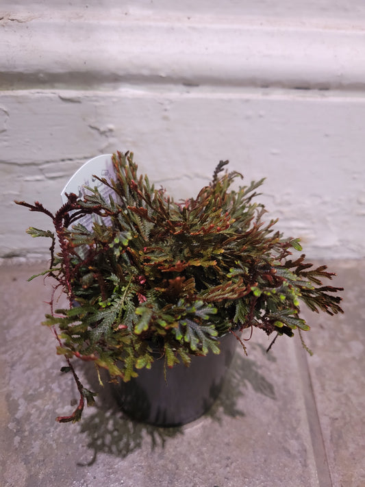 Selaginella Ruby Red