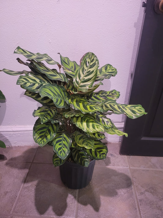 Calathea Makoyana 'Peacock'