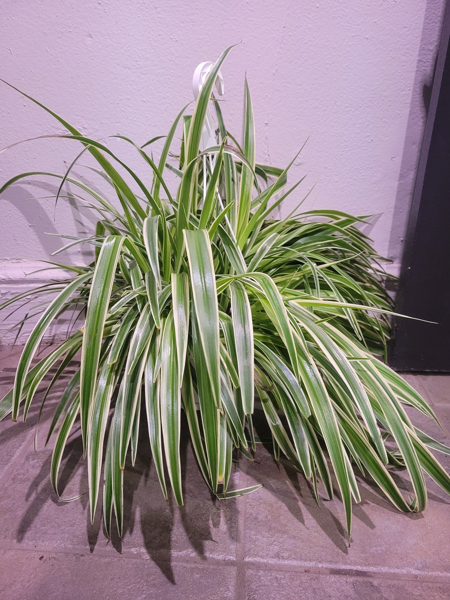 Spider Plant Reverse