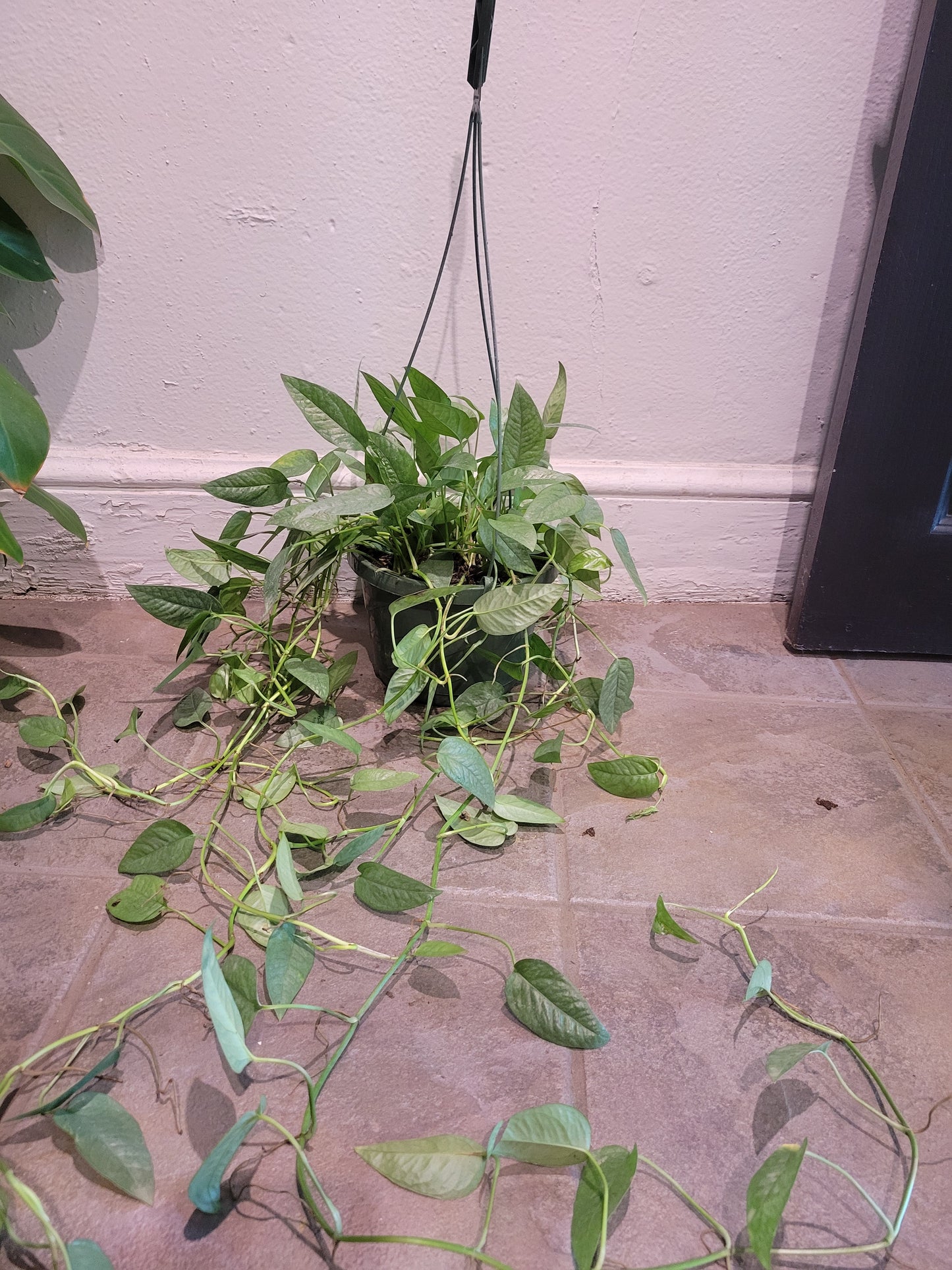 Cebu Blue Pothos