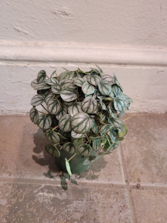 Peperomia Little Tuscany