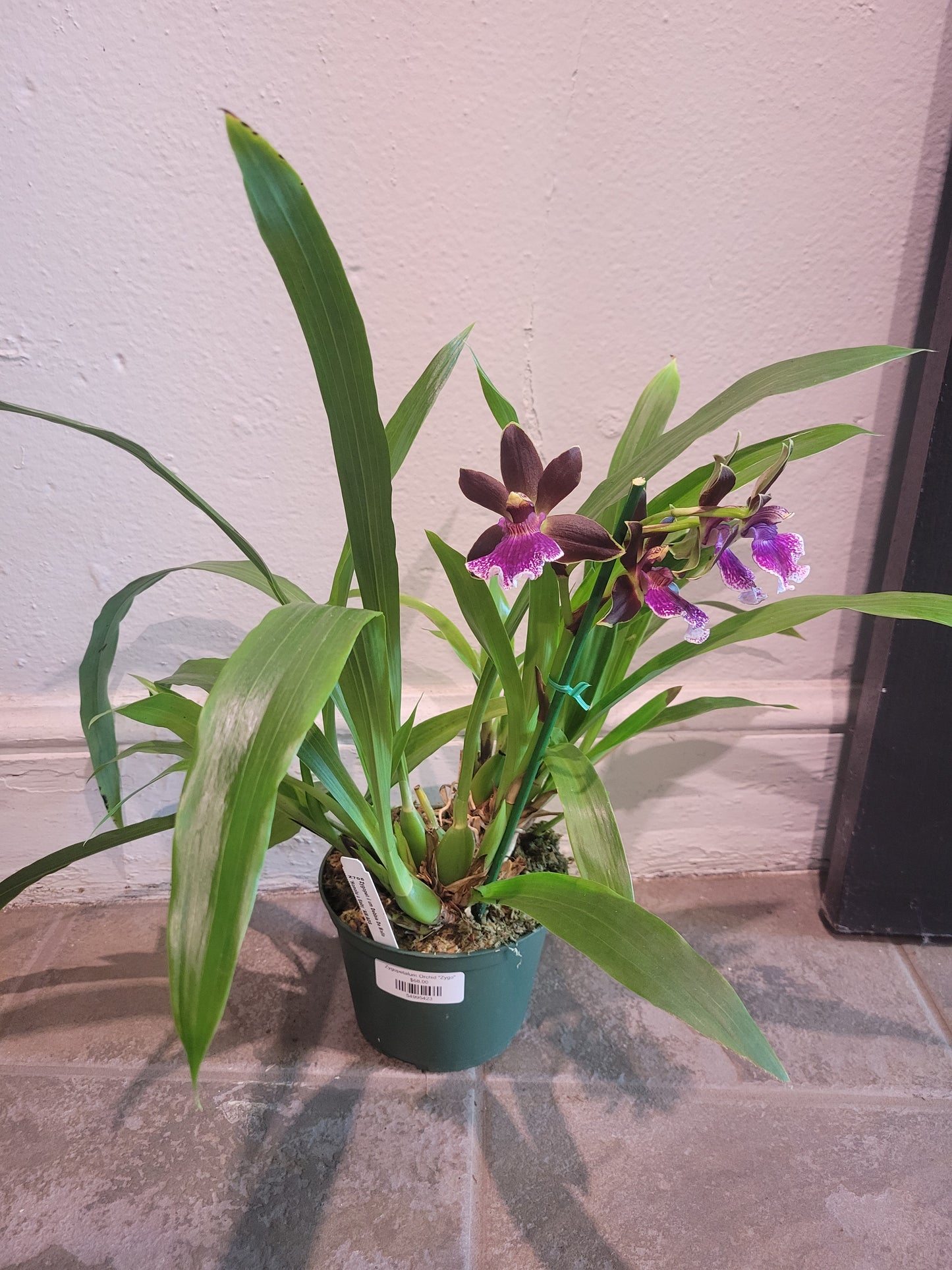 Zygopetalum Orchid "Zygo"