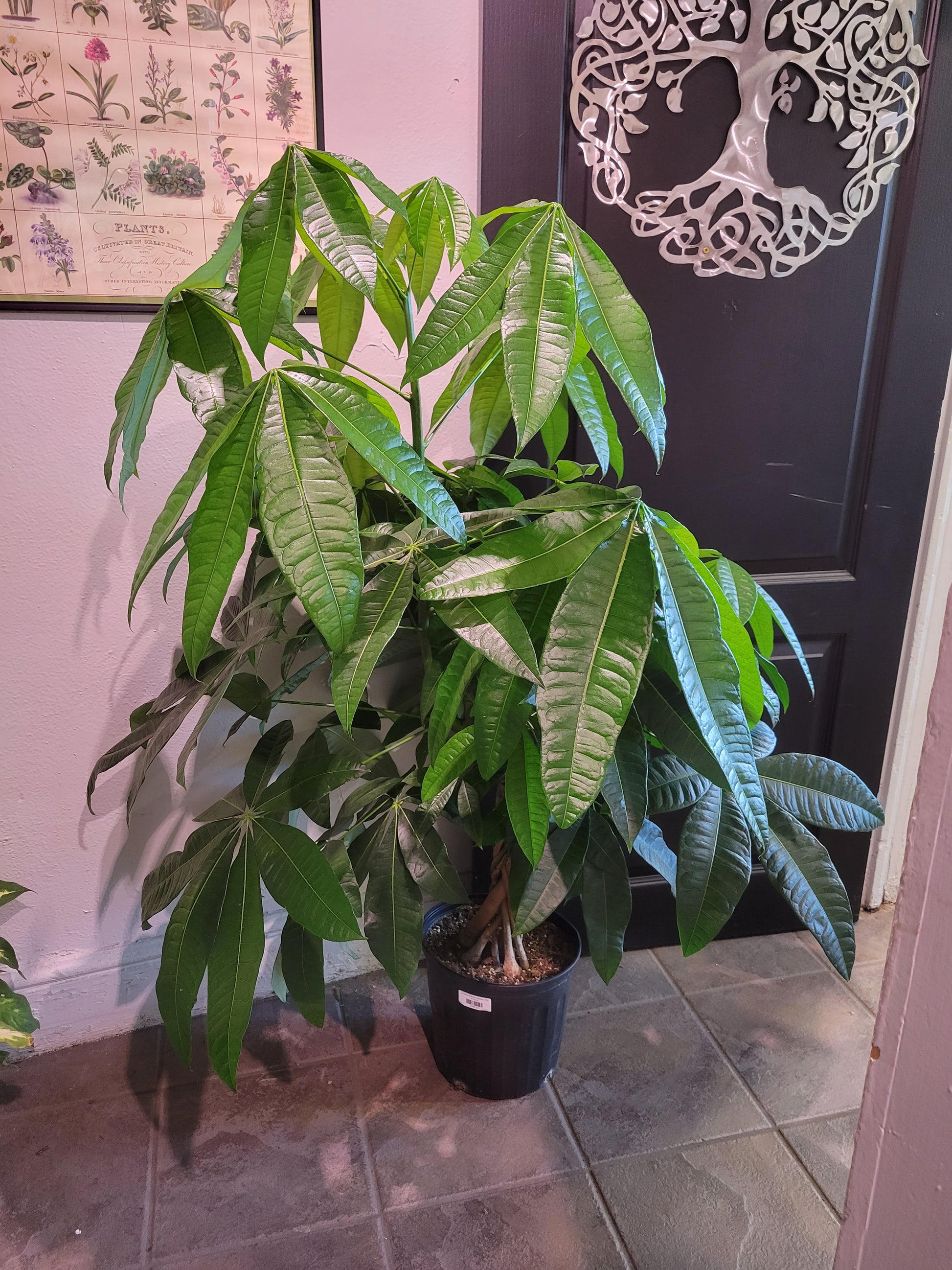 chestnut money tree Guiana Chestnut Money Tree – Chlorophyll