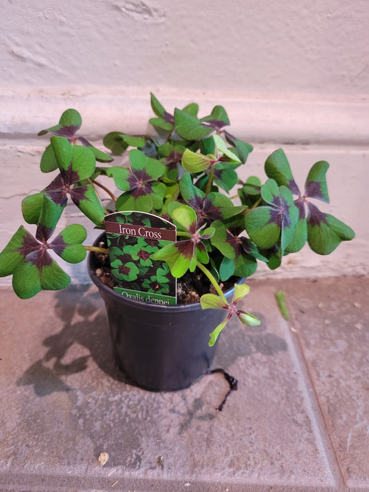 Shamrock Oxalis 'Iron Cross'