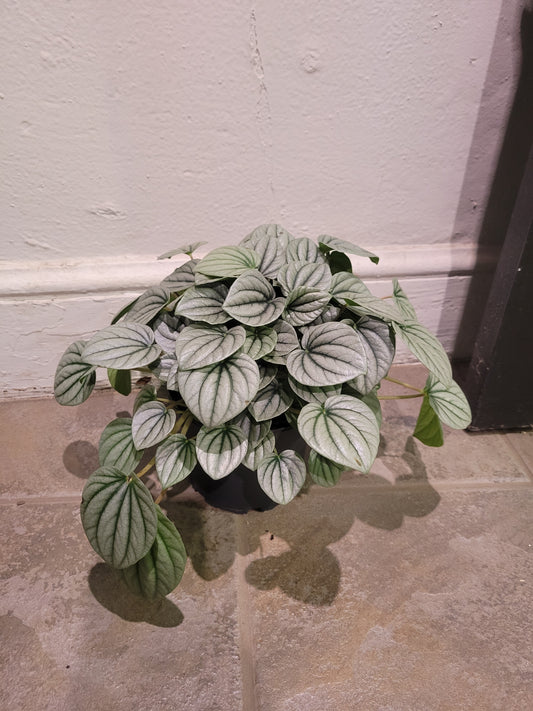 Peperomia Frost