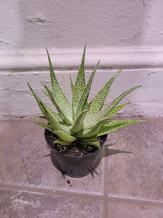 White Fox Aloe