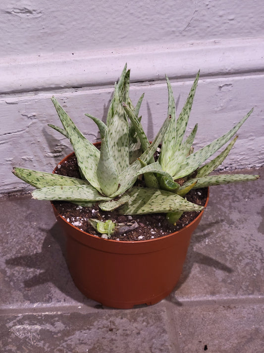 Snow Drift Aloe