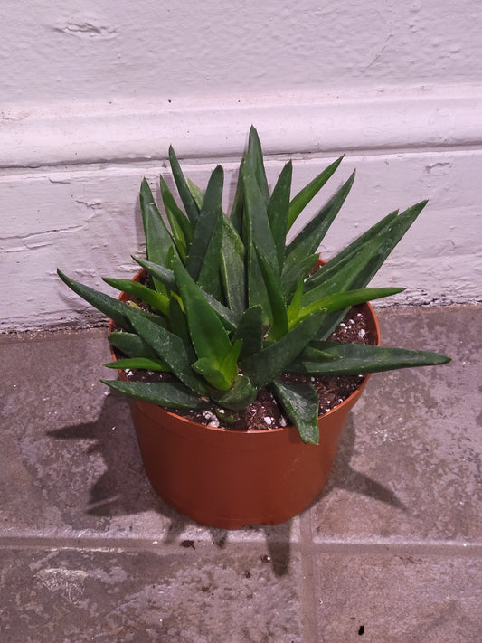 Black Gem Aloe