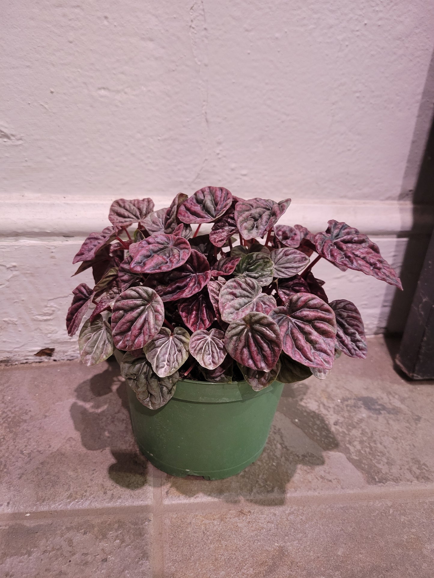 Peperomia 'Caperata'