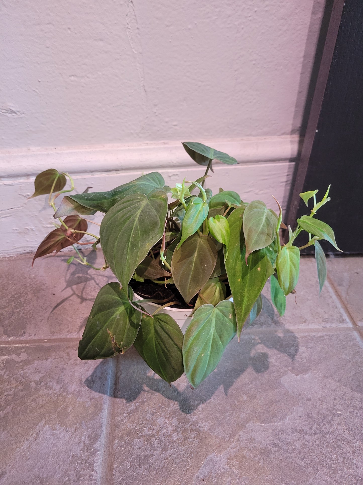 Philodendron Hederaceum "Micans"