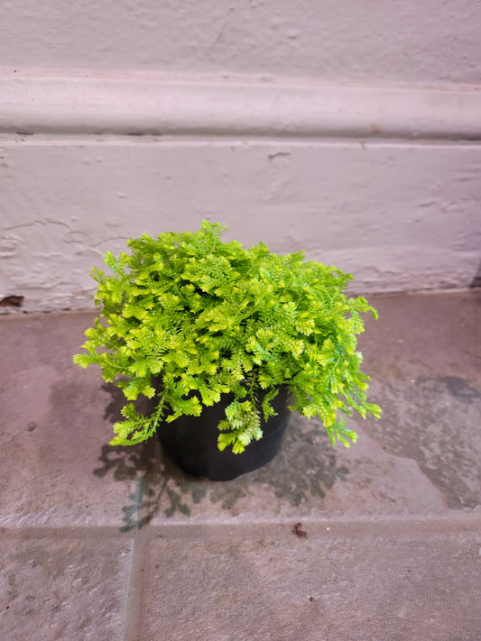 Selaginella Kraussiana