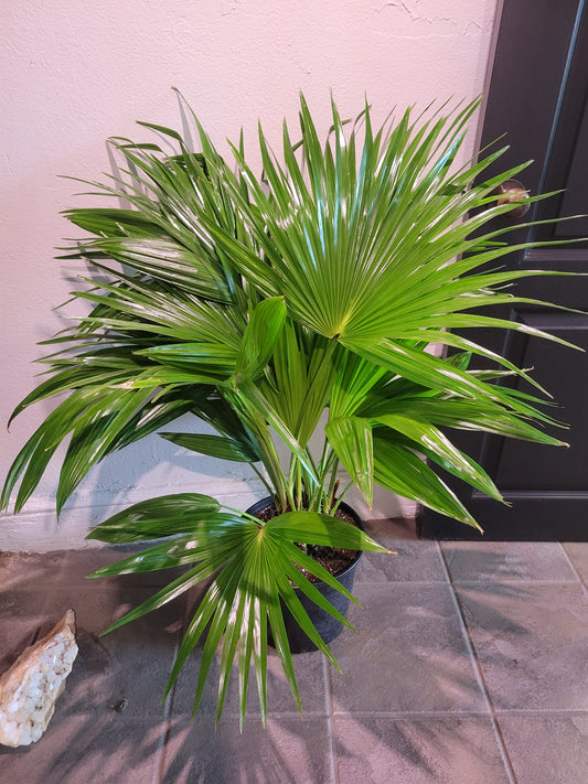 Fan Palm