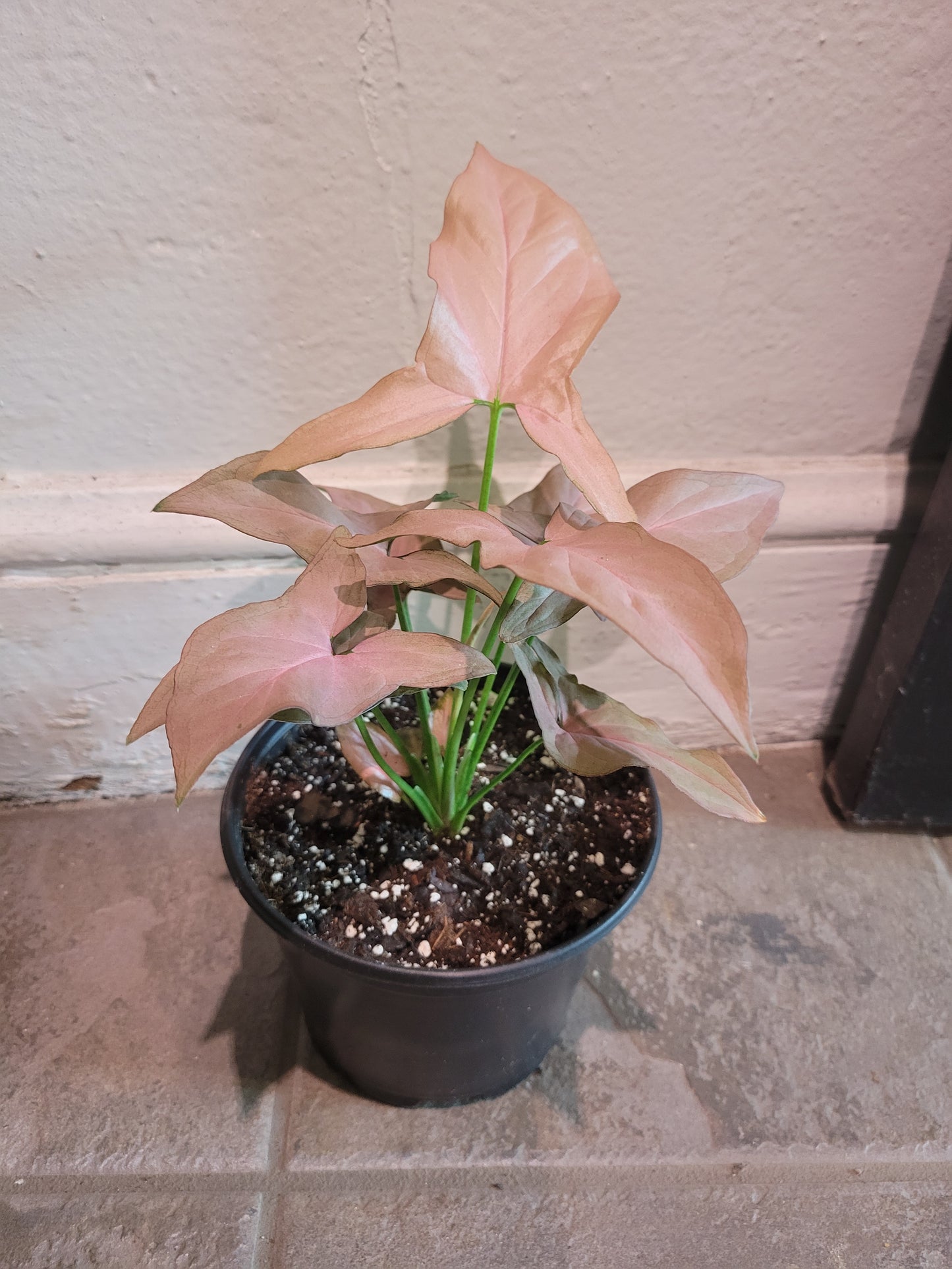 Pink Perfection Syngonium